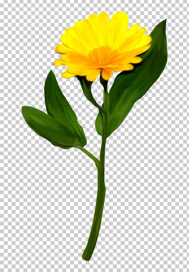 Watercolor Painting Flower Yellow PNG, Clipart, Annual Plant, Art, Calendula, Color, Common Daisy Free PNG Download