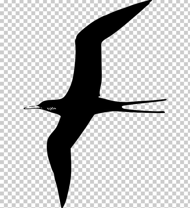 Frigatebird Gulls PNG, Clipart, Animals, Beak, Bird, Black And White, Charadriiformes Free PNG Download