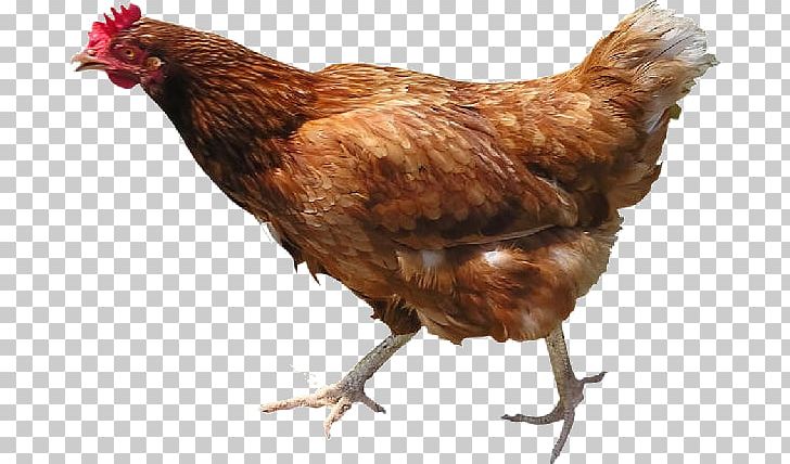 Serama Broiler Roast Chicken Urban Chicken Hen PNG, Clipart, Bantam, Beak, Bird, Broiler, Chicken Free PNG Download