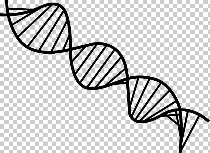 The Double Helix: A Personal Account Of The Discovery Of The Structure Of DNA Nucleic Acid Double Helix PNG, Clipart, Adenine, Angle, Area, Base Pair, Black And White Free PNG Download