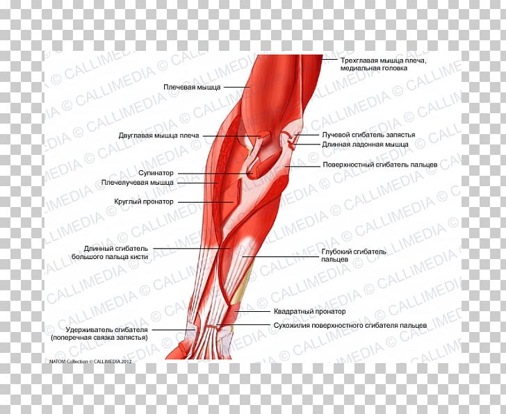 Thumb Elbow Anterior Compartment Of The Forearm Muscle PNG, Clipart, Abdomen, Anatomy, Anterior, Arm, Blood Vessel Free PNG Download