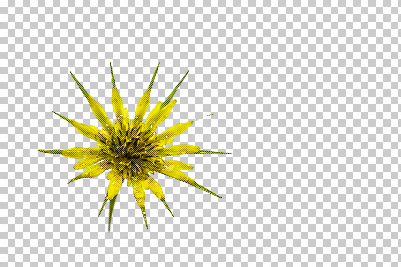 Dandelion Yellow PNG, Clipart, Dandelion, Yellow Free PNG Download
