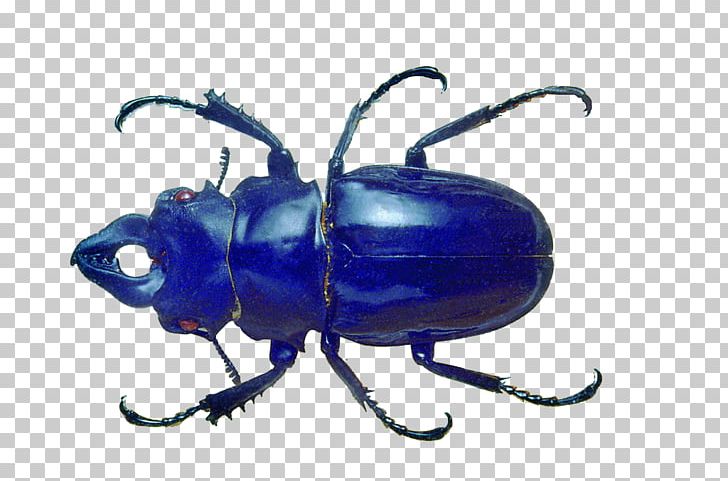 Blue Beetle Volkswagen Beetle PNG, Clipart, Afraid, Animals, Arthropod, Beetle, Big Free PNG Download