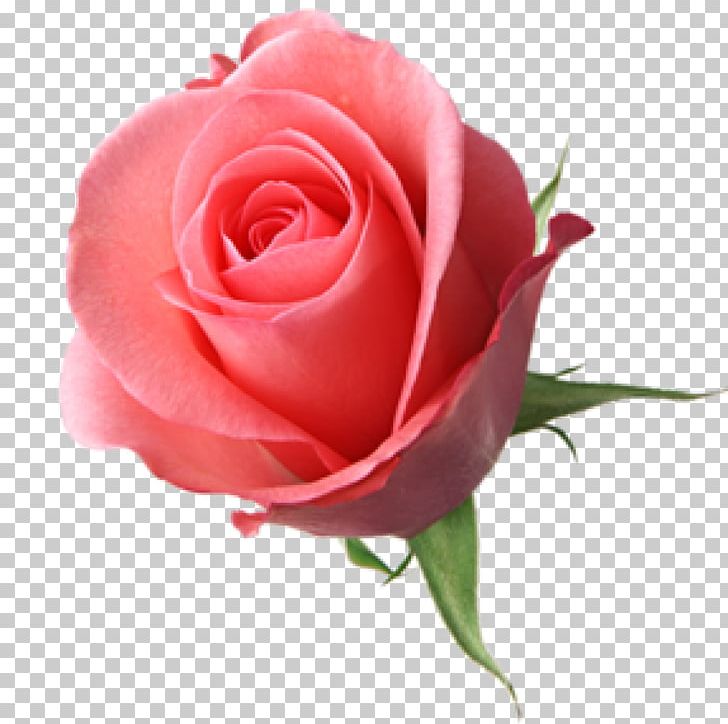 Flower Garden Roses Drawing PNG, Clipart, China Rose, Closeup, Cut Flowers, Desktop Wallpaper, Drawing Free PNG Download
