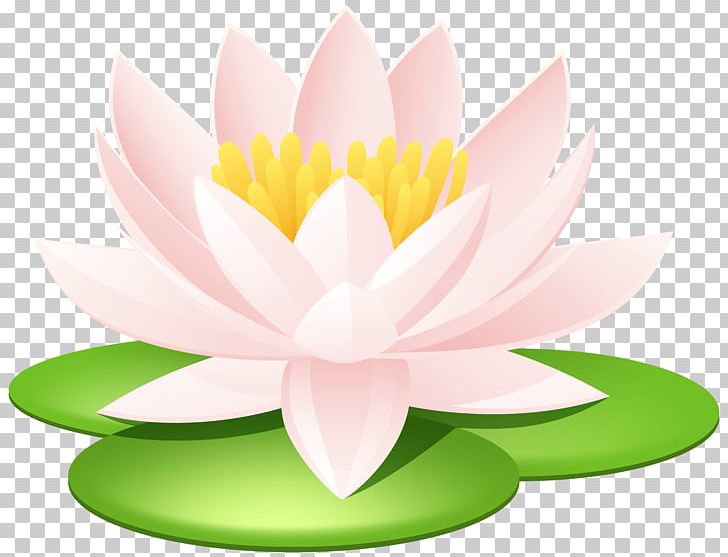 Nelumbo Nucifera Nymphaea Lotus Egyptian Lotus Nymphaea Alba Tiger Lily PNG, Clipart, Aquatic Plant, Computer Wallpaper, Egyptian, Egyptian Lotus, Flower Free PNG Download