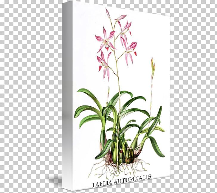Orchids Botanical Illustration Laelia Autumnalis Painting PNG, Clipart, Art, Botanical Illustration, Botany, Cattleya, Cut Flowers Free PNG Download