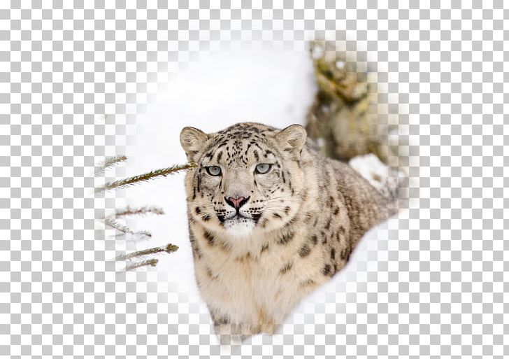 Snow Leopard Steemit Big Cat Earth PNG, Clipart, Animal, Animals, Big Cat, Big Cats, Carnivoran Free PNG Download