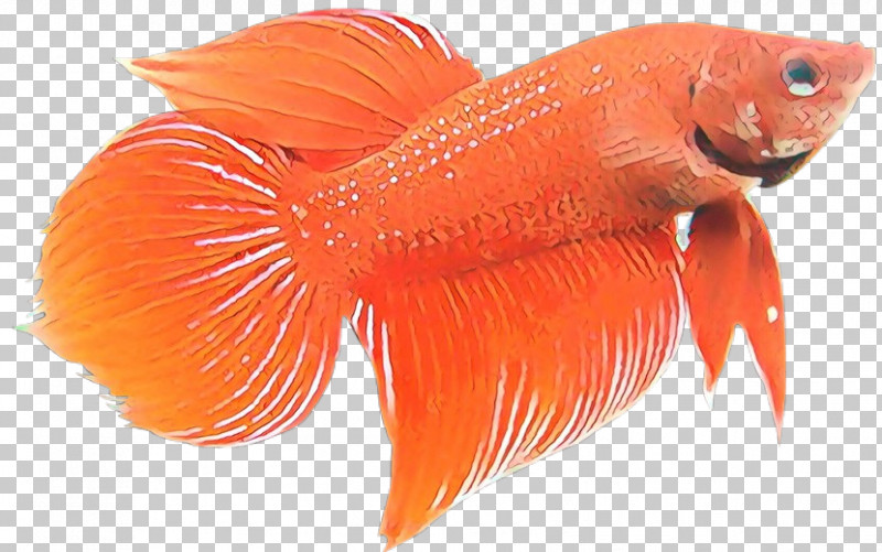 Orange PNG, Clipart, Bonyfish, Feeder Fish, Fin, Fish, Fish Products Free PNG Download
