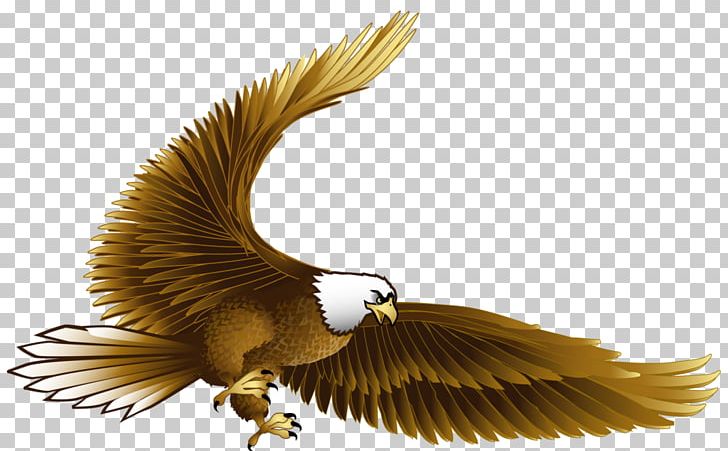 Bird Eagle Hawk PNG, Clipart, Accipitriformes, Animal, Animals, Bald Eagle, Beak Free PNG Download