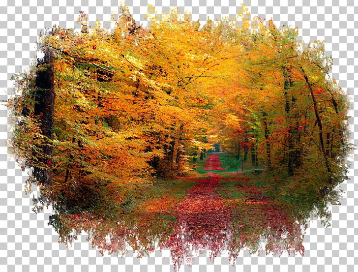 Forest Desktop Autumn Photography 1080p PNG, Clipart, 1080p, Autumn, Computer Monitors, Desktop Wallpaper, Display Resolution Free PNG Download