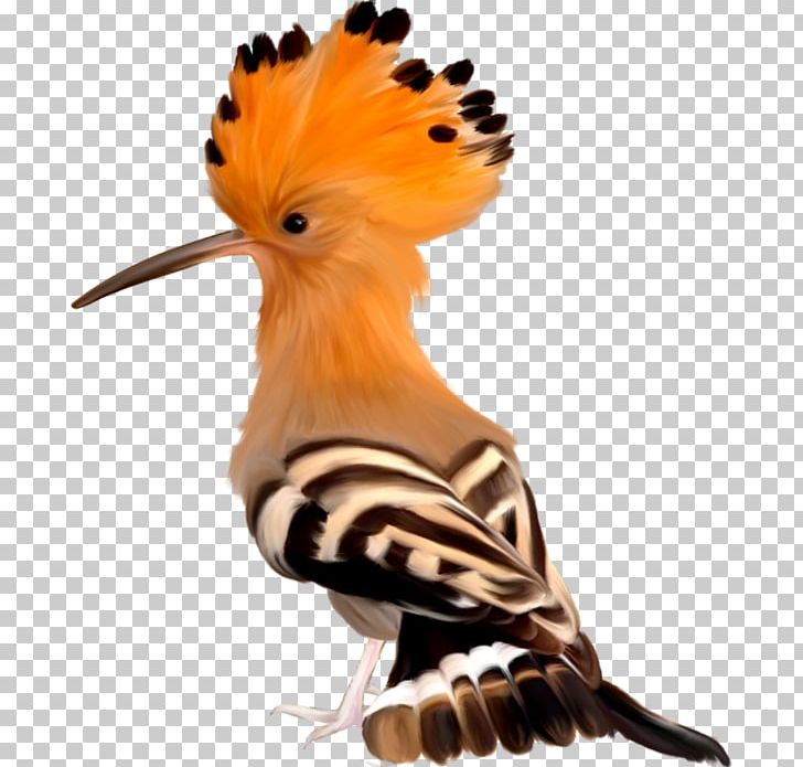 Lovebird Africa Wildlife Hoopoe PNG, Clipart, Albatross, Animal, Animals, Beak, Bird Free PNG Download