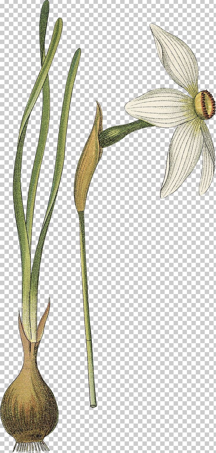 Poet's Narcissus Flower Botany Botanical Illustration Drawing PNG, Clipart,  Free PNG Download