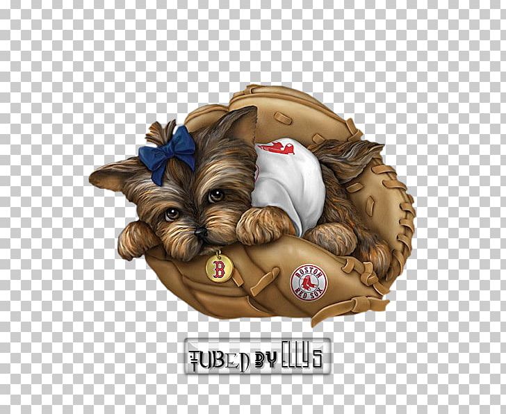 Yorkshire Terrier Boston Red Sox Philadelphia Phillies Puppy New York Yankees PNG, Clipart, Animals, Boston Red Sox, Carnivoran, Cartoon, Dog Free PNG Download