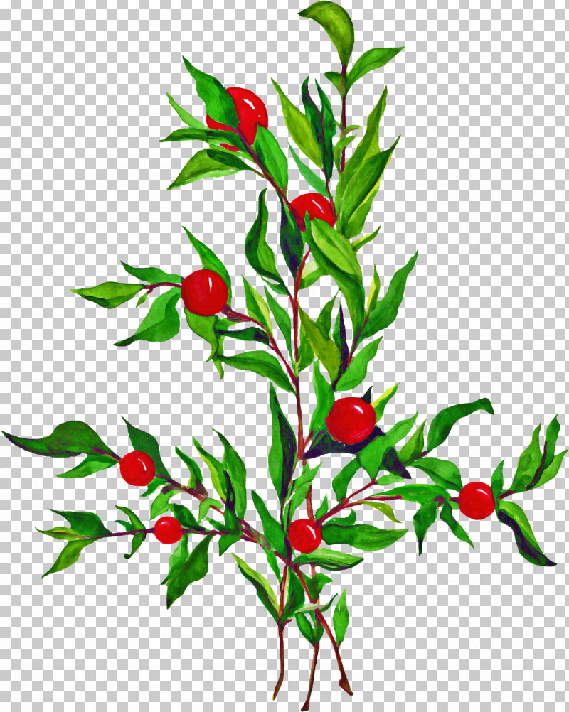 Holly PNG, Clipart, Birds Eye Chili, Branch, Chili Pepper, Flower, Holly Free PNG Download