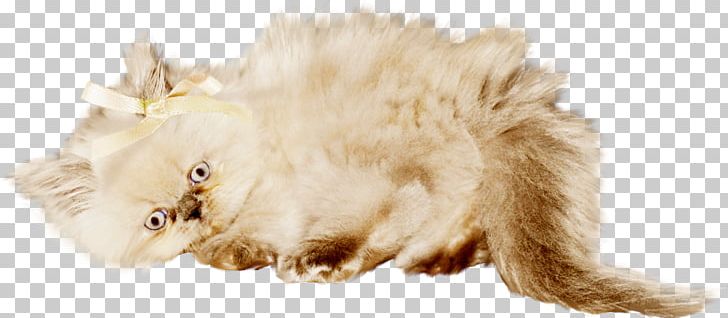Whiskers Kitten Cat PNG, Clipart, Art, Carnivoran, Cat, Cat Like Mammal, Creative Free PNG Download