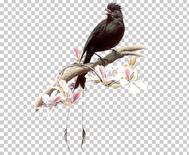 Drawing Birds 百鳥圖 Birds And People Painting PNG, Clipart, Animals, Art, Beak, Bird, Bird Flight Free PNG Download