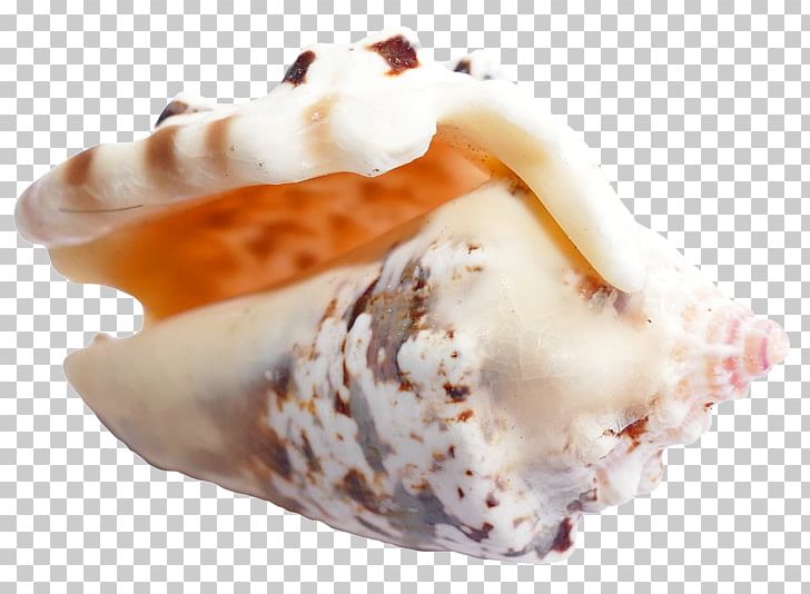 Ice Cream Seashell PNG, Clipart, Animal, Animals, Beach, Conch, Conchology Free PNG Download