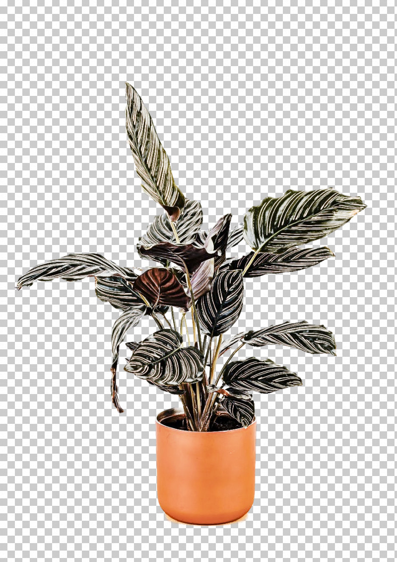 Houseplant Flower Flowerpot Plant Leaf PNG, Clipart, Anthurium, Arrowroot Family, Flower, Flowerpot, Houseplant Free PNG Download