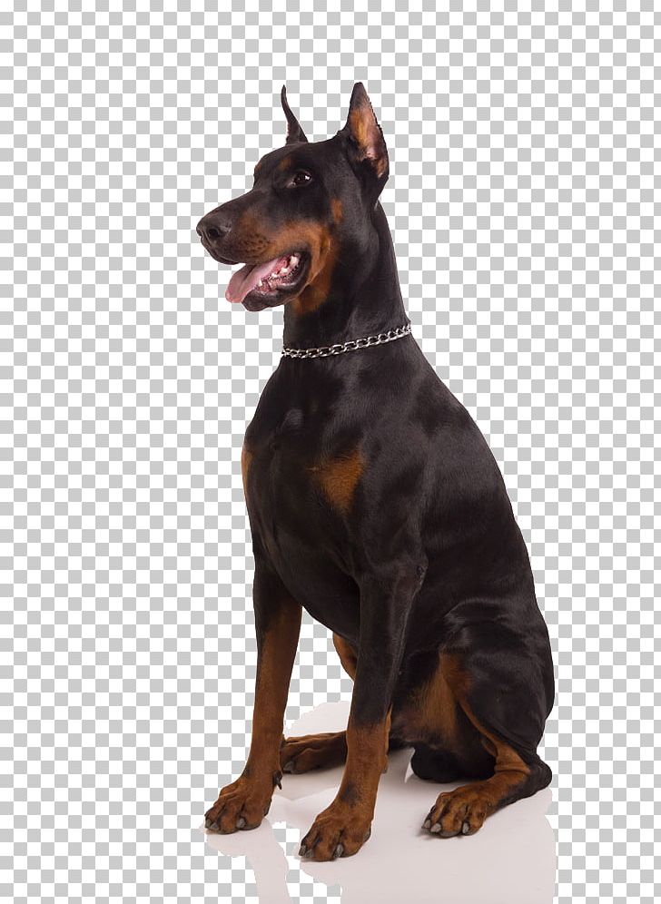 Dobermann Rottweiler Bulldog Puppy Pet PNG, Clipart, Animal, Background Black, Big, Big Dogs, Black Free PNG Download