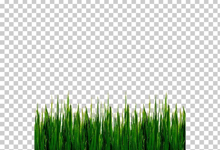 Stock Photography Lawn Green PNG, Clipart, Commodity, Computer Wallpaper, Crop, Field, Grass Free PNG Download