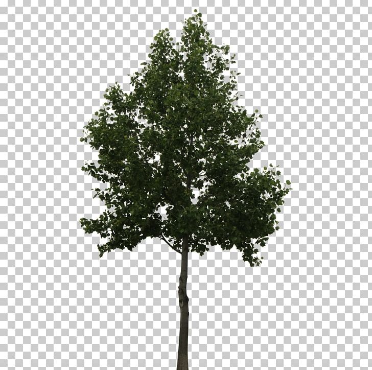 Tree Oak PNG, Clipart, Architectural Rendering, Architecture, Branch, Christmas Tree, Deciduous Free PNG Download