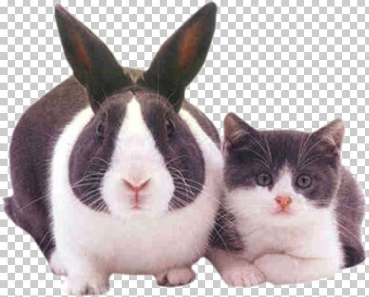 Scottish Fold Easter Bunny Kitten Dog Puppy PNG, Clipart, Animals, Black, Black Cat, Black Rabbit, Cartoon Cat Free PNG Download