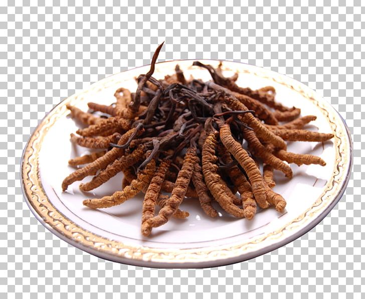 Vietnam Caterpillar Fungus Pharmaceutical Drug Disease PNG, Clipart, Animal Source Foods, Aromatic Herbs, Chinese Herbs, Cordyceps, Cough Medicine Free PNG Download