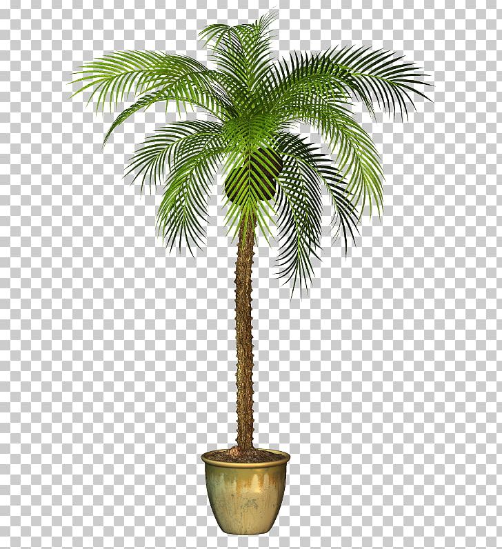 Asian Palmyra Palm Arecaceae Plant Tree PNG, Clipart, Arecaceae, Arecales, Areca Palm, Asian Palmyra Palm, Borassus Free PNG Download