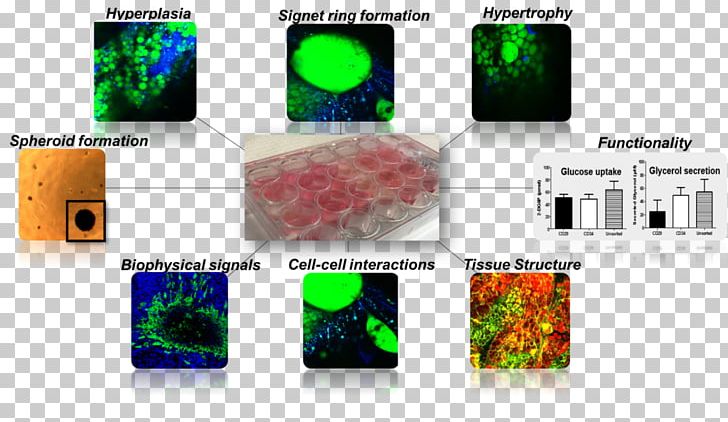 LaCell LLC Research In Vitro Laboratory In Vivo PNG, Clipart, Contract Research Organization, Glass, In Vitro, In Vivo, Knowledge Free PNG Download