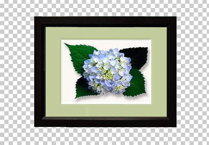 Flower Floral Design Hydrangea Floristry PNG, Clipart, Blue, Cornales, Flora, Floral Design, Floristry Free PNG Download