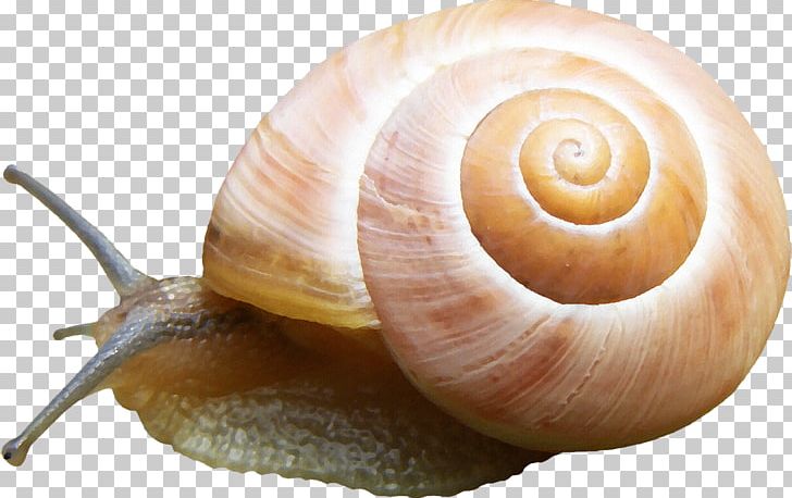 Orthogastropoda Slug Sea Snail PNG, Clipart, Animals, Cartoon, Conchology, Decorative, Decorative Patterns Free PNG Download