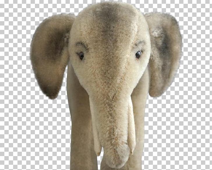 Indian Elephant African Elephant Wildlife Curtiss C-46 Commando Elephantidae PNG, Clipart, African Elephant, Animal, Curtiss C46 Commando, Elephant, Elephantidae Free PNG Download