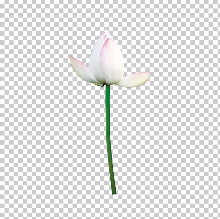 Nelumbo Nucifera Leaf Gratis PNG, Clipart, Autumn Leaf, Bud, Chemical Element, Element, Euclidean Vector Free PNG Download