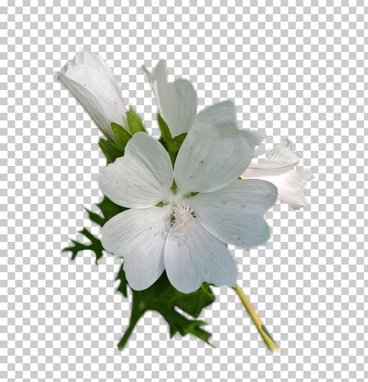 Flower .net Hyperlink Blog Petal PNG, Clipart, Alstroemeriaceae, Author, Blog, Chomikujpl, Com Free PNG Download