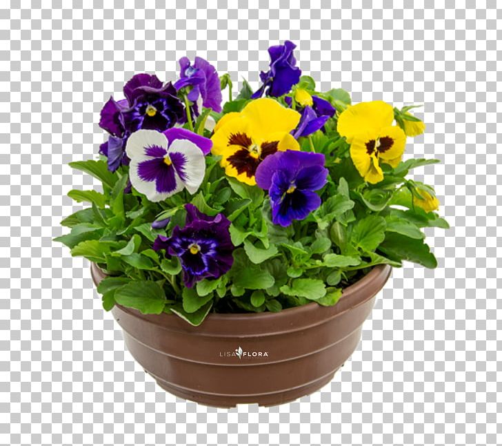 Pansy Flowerpot Violet Annual Plant Herbaceous Plant PNG, Clipart, Annual Plant, Flower, Flowering Plant, Flowerpot, Herbaceous Plant Free PNG Download