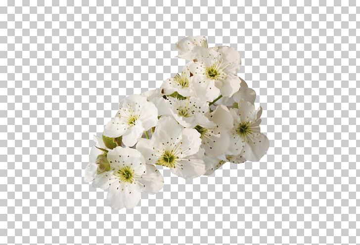 Petal White Floral Design Flower PNG, Clipart, Branch, Designer, Download, Flo, Floristry Free PNG Download