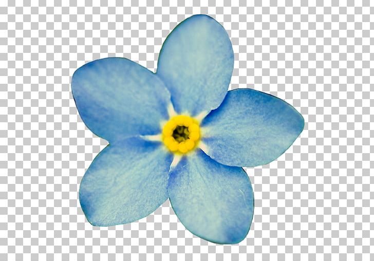 Flower Desktop Myosotis Sylvatica Cynoglossum Amabile PNG, Clipart, App, Blue, Blue Flowers, Borage Family, Cut Flowers Free PNG Download