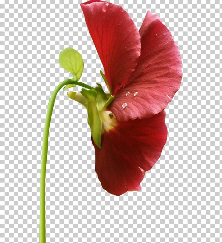 Flower Pansy Violet Garden Roses Hibiscus PNG, Clipart, Blog, Bonjour, Dahlia, Flower, Flowering Plant Free PNG Download