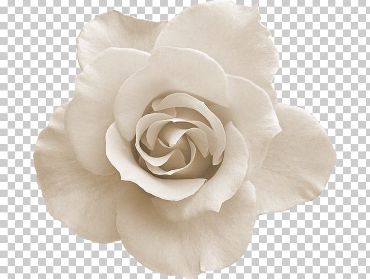 Flower Rose PNG, Clipart, Background White, Black White, Cut Flowers, Flower, Flowering Plant Free PNG Download