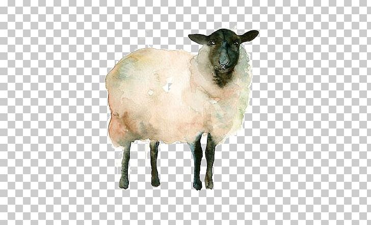 Icelandic Sheep Watercolor Painting Drawing Goat Sketch PNG, Clipart, Animal, Animals, Black Sheep, Cartoon Goat, Cow Goat Family Free PNG Download