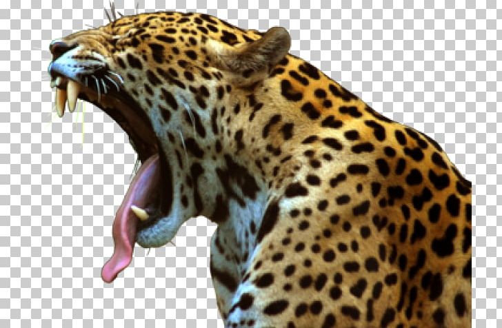 Leopard Jaguar Felidae Lion Cheetah PNG, Clipart, African Golden Cat, Animal, Big Cat, Big Cats, Caracal Free PNG Download