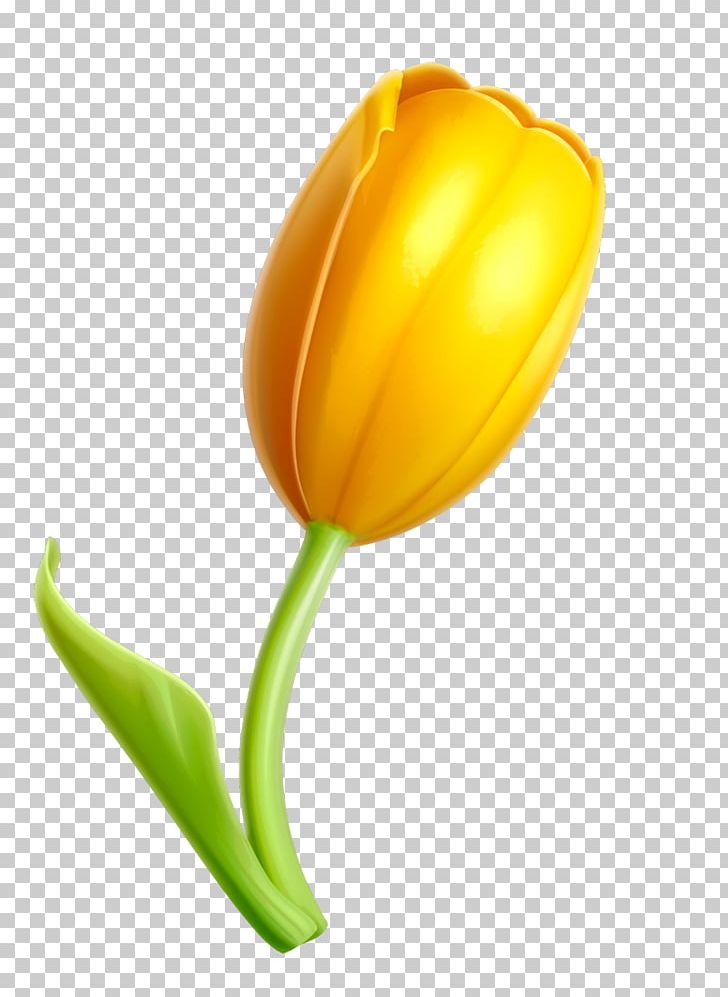 Tulip Portable Network Graphics Computer Graphics PNG, Clipart, 3d Computer Graphics, Computer Graphics, Download, Flower, Flowering Plant Free PNG Download