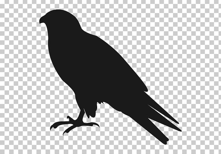American Crow Silhouette Bird PNG, Clipart, American Crow, Animals, Beak, Bird, Black And White Free PNG Download