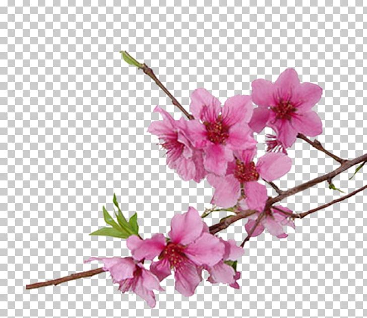 Cherry Blossom Cerasus PNG, Clipart, Animaatio, Blossom, Branch, Cerasus, Cherry Free PNG Download