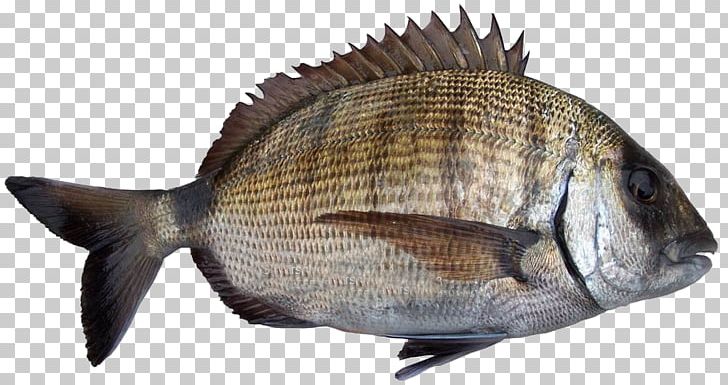 Tilapia Sheephead Bream Fish Products Sar PNG, Clipart, Animals, Animal Source Foods, Bream, Diplodus, European Pilchard Free PNG Download