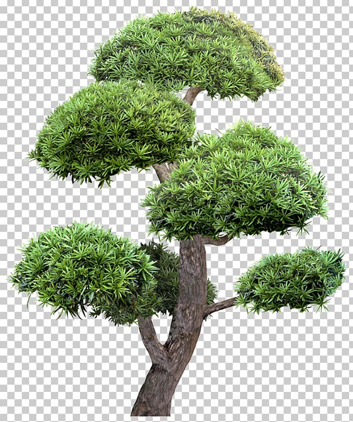 Tree Garden Landscape Greening PNG, Clipart, Autumn Tree, Bonsai, Christmas Tree, Evergreen, Family Tree Free PNG Download