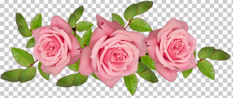 Garden Roses PNG, Clipart, Cabbage Rose, Cut Flowers, Floral Design, Flower, Flower Bouquet Free PNG Download