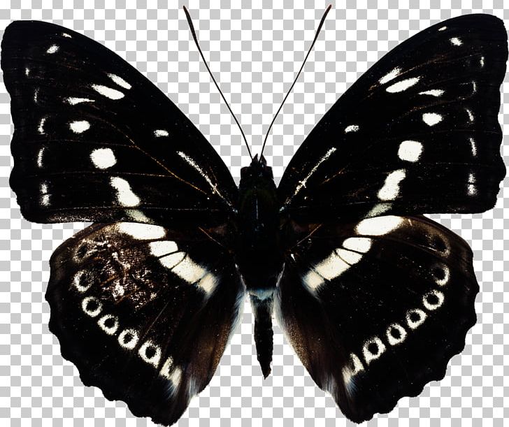 Butterfly Gaussian Blur PNG, Clipart, Arthropod, Black And White, Blend Modes, Brush Footed Butterfly, Butterflies And Moths Free PNG Download