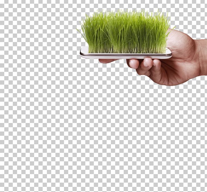 Grasses PNG, Clipart, Art, Grass, Grasses, Grass Family, Plant Free PNG Download