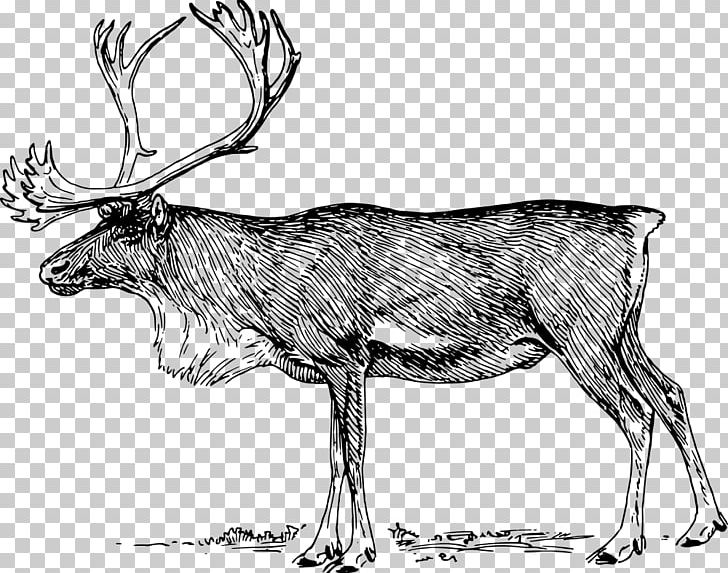 Reindeer Elk PNG, Clipart, Antler, Black And White, Caribou, Caribou Coffee, Cartoon Free PNG Download